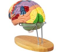 Anatomía del Modelo del Cerebro Humano, Modelo anatómico del Cerebro Humano de tamaño Natural 2X para la neurociencia con 4 Modelos de Cerebro Desmontables codificados por Aprendizaje médico