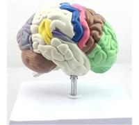 Anatomía del Modelo, segmentación del Cerebro Humano, segmentación de la Estructura Funcional a Color, Cuerpo Humano a tamaño Real, enseñanza médica