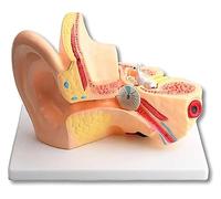 Anatomía del oído ampliada 5X, con 3 Partes extraíbles e ilustración para Demostrar la Estructura y función del oído Humano
