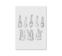 Anatomía Dental ortodoncista medicina Oral Molar cuadro sobre lienzo for pared póster nórdico e impresiones imágenes for la decoración de habitación clínica(3,13x18 cm No Frame)