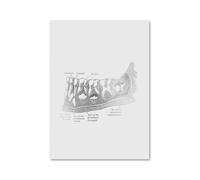 Anatomía Dental ortodoncista medicina Oral Molar cuadro sobre lienzo for pared póster nórdico e impresiones imágenes for la decoración de habitación clínica(9,40x50 cm No Frame)