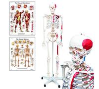 Anatomía Elemental Modelo de Esqueleto - Esqueleto Humano a Tamaño Real de PVC Duradero con Articulaciones Móviles, Inserciones y Orígenes Musculares Pintados a Mano, Soporte con Ruedas
