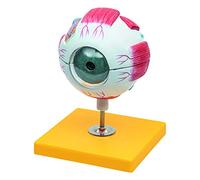 Anatomía Elemental Modelo de Ojo - Modelo Anatómico de Ojo Humano Ampliado 3 Veces, 6 Piezas Desmontables con Córnea, Iris, Retina y Coroides, Pintado a Mano, Base Estable para Escuela y Enseñanza