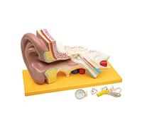 Elementary Anatomy - Modelo anatómico de 4 partes del oído humano con base - 3 veces más grande - Enseñanza escolar