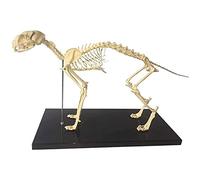 anatomía, Esqueleto de gato en miniatura - Material PVC avanzado for formación médica con base (43 x 20 30 cm)