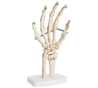 Anatomía Esqueleto Modelo Humano Tamaño Natural Esqueleto Mano Hueso Anatómico Articulaciones Modelo de Mano Humana con Articulaciones Movibles MedMod