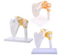 Anatomía funcional anatómica humana de tamaño real, esqueleto, hombro, articulación, músculo óseo