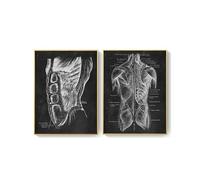 Anatomía humana Artwork clínica médica Imagen de pared esqueleto Sistema muscular órgano Vintage CONTERACIÓN DE EDURA ENTRA(Two Pictures,15x20cm No Frame)
