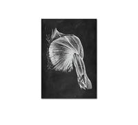 Anatomía humana Artwork clínica médica Imagen de pared esqueleto Sistema muscular órgano Vintage CONTERACIÓN DE EDURA ENTRA(202011NQ321D,A2 42x60cm No Frame)