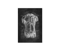 Anatomía humana Artwork clínica médica Imagen de pared esqueleto Sistema muscular órgano Vintage CONTERACIÓN DE EDURA ENTRA(202011NQ321H,15x20cm No Frame)