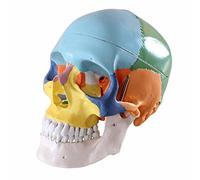 Anatomía humana de tamaño de la vida, esqueleto cerebral, modelo de anatomía dental anatómico de laboratorio