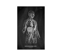 Anatomía humana Marca de arte Medical Hospital hospital Sistema órgano muscular Vintage lienzo(KK1414,50x75cm No Frame)