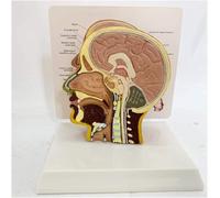 Anatomía humana Modelo de cara de media cabeza - Anatomía humana científica Modelo de anatomía facial de media cabeza - utilizado para la enseñanza médica Educación Ayudas de entrenamiento