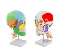 Anatomía humana: Modelo de cráneo sobre columna cervical con conexiones magnéticas, 4 partes