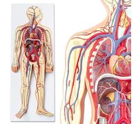 Anatomía Humana - Modelo Del Sistema Circulatorio Para El Estudio, La Educación Y La Enseñanza Anatomía; Corazón Desmontable Y Esqueleto Parcial Modelos De Anatomía Humana A
