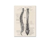 Anatomía humana obra de arte la pared médica esqueleto del músculo(HF102,40X50cm NO Frame)