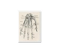 Anatomía humana obra de arte la pared médica esqueleto del músculo(Picture 2,50x75cm No Frame)