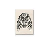 Anatomía humana obra de arte la pared médica esqueleto del músculo(Picture 3,40x50cm No Frame)