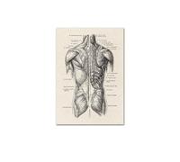 Anatomía humana Obra de arte Media Muro pared Músculo Carteles y estampados Vintage Pinturas lona nórdica Decoración educación(AC189-7,40X60cm Unframed)