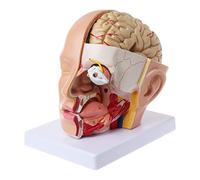 Anatomía humana para cabeza, cráneo, arteria cerebral, modelo anatómico para enseñar modelos Kilbane