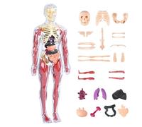 Anatomía humana para, ciencia del cuerpo humano, modelo de anatomía realista de 11,22 x 3,94 pulgadas con órganos detallados, juguete educativo, accesorio de aprendizaje con hardware robusto, horno
