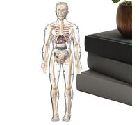 Anatomía humana para niños: modelo científico educativo, órganos compuestos | Material educativo para estudios escolares, aulas, educación en el hogar, biología, esqueleto detallado, f