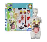 Anatomía Humana para Niños,Modelos Corporales De Embarazo - Kit De Anatomía Montable con Piezas Extraíbles, Figura Articulada Educativa para Niños Y Niñas, Uso En Aula Escuela Y Hogar