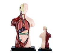 Anatomía - Kit Científico Realista Desmontable | Herramientas de Aprendizaje Cuerpo Humano Modelo Esquelético | Niños Niñas Estudiantes Casa Sala Juegos Dormitorio Oficina Escuela Aula Hospital