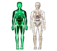 Anatomía Modell Für Kinder - Menschlicher Körper Anatomía Wissenschaftsmodell,Interaktive Skelettpuppe Realistische Figur Lernspielzeug Für Vorschule Studenten Heimschule Erwachsene Arzt