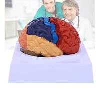 Anatomía Modelo de 2 partes del cerebro anatómico humano tamaño natural codificado por colores con base exhibición for la enseñanza estudio aula ciencias