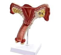 anatomía, Modelo de útero y ovario femenino humano, sección transversal anatómica, modelo bilateral, herramienta estudio for la enseñanza, el aprendizaje exhibición