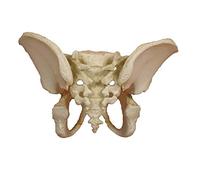 Anatomía Modelo Platillos, anatómico Platillos un 5 jähriges hijo, rígido