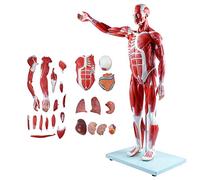 Anatomía muscular completa de medicina, modelo de músculos y órganos humanos de 80 cm, figura muscular de 27 piezas a tamaño medio natural con órganos y anatomía muscular extraíbles para formación méd