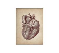 Anatomía muscular humana vintage Clínica médica de pared Sistema órgano esqueleto Cartel educación del cuerpo impreso(H,30X40cm Unframed)
