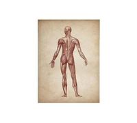 Anatomía muscular humana vintage Clínica médica de pared Sistema órgano esqueleto Cartel educación del cuerpo impreso(D,60X90cm Unframed)