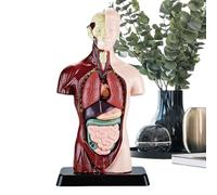 Anatomía Para - Herramientas De Estudio De Anatomía, Modelo Esqueleto, Kit Científico Realista Y Educativo Desmontable Para Niños Y Niñas Estudiantes | Kit De Aprendizaje Para El Hogar, S