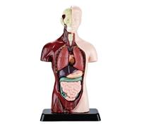 Anatomía para Juguete Científico Pedagógico