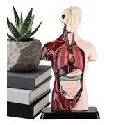 Anatomía para - Kit de Aprendizaje Científico de Precisión - Plantilla Transparente de Estructura del Cuerpo Humano | para Niños Niñas Estudiantes Casa Escuela Aula