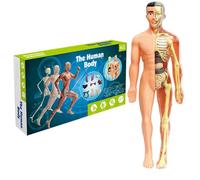 Anatomía para niños, modelo de cuerpo humano para niños de 11, 2 pulgadas, modelo de anatomía humana semitransparente extraíble, órgano realista y esqueleto, ciencia, juguetes educativos, regalos para