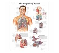 Anatomía patología anatómica el gráfico del sistema respiratorio pinturas clásicas en lienzo carteles de pared Vintage pegatinas decoración hogar regalo(5,30x40 Canvas Framed)
