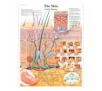 Anatomía patología anatómica el gráfico del sistema respiratorio pinturas clásicas en lienzo carteles de pared Vintage pegatinas decoración hogar regalo(6,A3 Wallsticker)