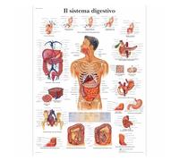 Anatomía patología anatómica el gráfico del sistema respiratorio pinturas clásicas en lienzo carteles de pared Vintage pegatinas decoración hogar regalo(1,Canvas 30x40cm)