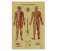 Anatomía y fisiología El póster de la estructura del cuerpo esqueleto retro Kraft Paper Sala Vintage Decoración médica Pintura pared(1,A4)