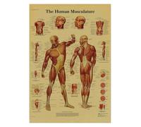 Anatomía y fisiología El póster de la estructura del cuerpo esqueleto retro Kraft Paper Sala Vintage Decoración médica Pintura pared(4,A4)