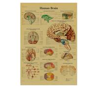 Anatomía y fisiología El póster de la estructura del cuerpo esqueleto retro Kraft Paper Sala Vintage Decoración médica Pintura pared(18,A4)