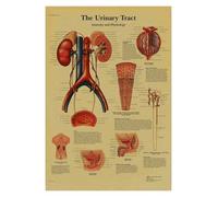 Anatomía y fisiología El póster de la estructura del cuerpo esqueleto retro Kraft Paper Sala Vintage Decoración médica Pintura pared(17,A4)