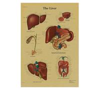 Anatomía y fisiología El póster de la estructura del cuerpo esqueleto retro Kraft Paper Sala Vintage Decoración médica Pintura pared(15,A3)