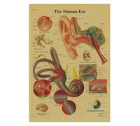 Anatomía y fisiología El póster de la estructura del cuerpo esqueleto retro Kraft Paper Sala Vintage Decoración médica Pintura pared(10,A4)