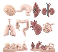 Anatomía y fisiología humana Modelo de órganos humanos 8pcs/set El modelo de cuerpo humano simulado incluye cerebro, hígado, estómago y más, modelo de anatomía humana realista para educación, accesor
