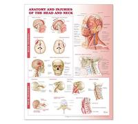 Anatomía y lesiones de la cabeza y el cuello Tabla anatómica